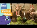 Teil 1 Kuh Lena Ihre Herde Von Der Wiese Zum Melken In Den Stall Der Elefant  WDR