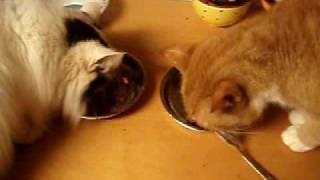 preview picture of video 'cats eating together'