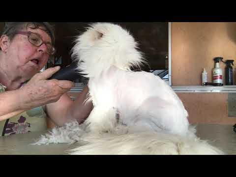 Shaving a Persian Cat tranquility himalayans