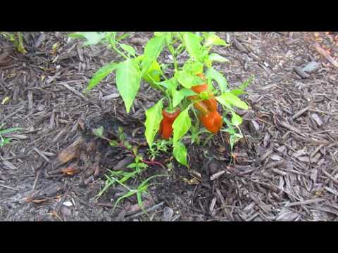 download lagu mp3 mp4 Cajun Belle Pepper, download lagu Cajun Belle Pepper gratis, unduh video klip Cajun Belle Pepper