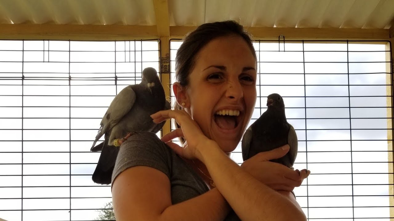 How to Easily Train your Pigeons