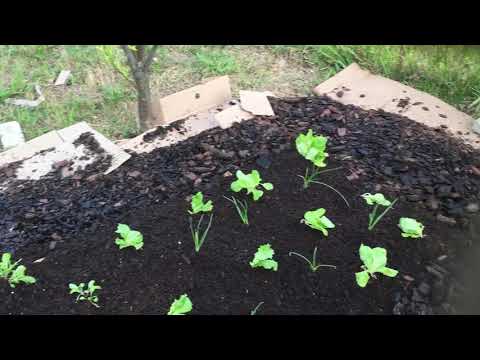 No dig market garden South Africa