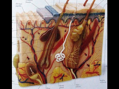 Wounds And Bites