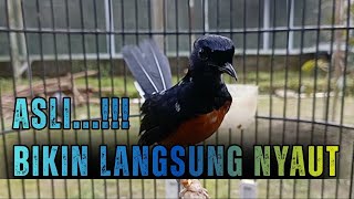 Download lagu GACOR SEKETIKA 🔥PANCINGAN MURAI BATU FULL ISIAN TEMBAKAN AMPUH MELATIH EMOSI MURAI AGAR BUNYI GACOR mp3 Download lagu GACOR SEKETIKA 🔥PANCINGAN MURAI BATU FULL ISIAN TEMBAKAN AMPUH MELATIH EMOSI MURAI AGAR BUNYI GACOR mp3