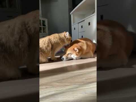 In now date animals are becoming human being 😮😮😮😮😮😮😮 #shorts #reels #instgram #cuteanimals