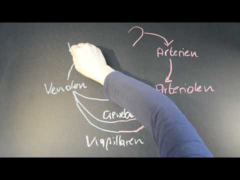 Pauli hilft - Lymphgefäße: Anatomie