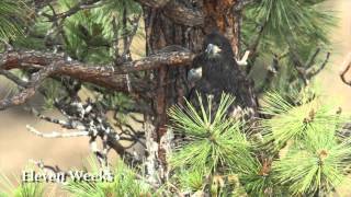 preview picture of video 'The Nesting Bald Eagles of Central Oregon'