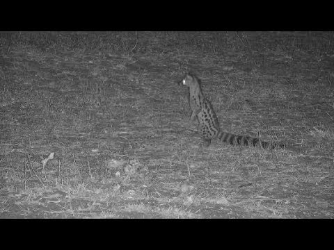 Djuma: Genet out hunting - 21:31 - 09/26/19