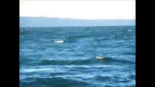 Cut Copy - Free Your Mind (Fan-made Video)