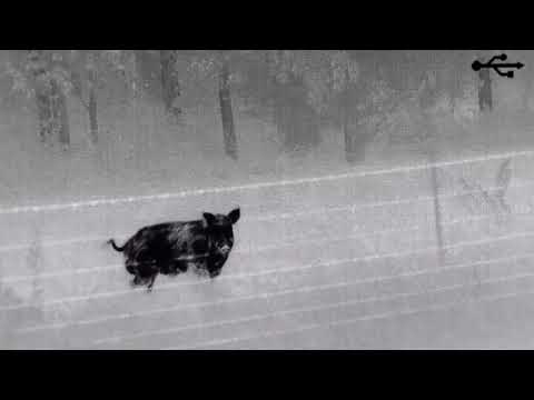 Охота с тепловизором (60 кабанов) / Hunting with a thermal imager 60 Boars 35mm