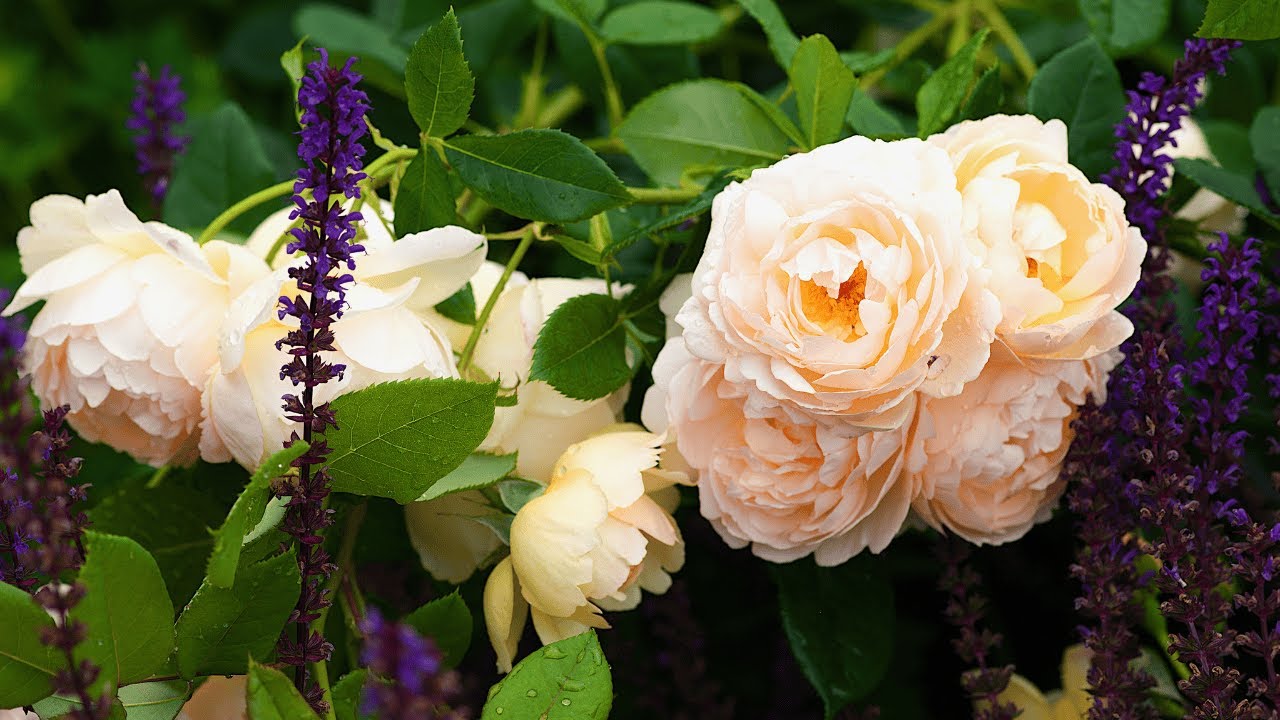 Relaxing Piano Music & Nature Sounds | 4K Flower Paradise for Stress Relief & Work