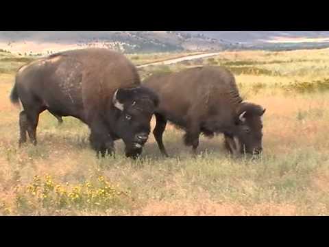 download lagu mp3 mp4 Bison Sounds, download lagu Bison Sounds gratis, unduh video klip Download Bison Sounds Mp3 dan Mp4 Unlimited Gratis