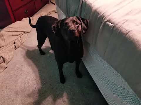 Oakley Wants to Go to Puppy School Tomorrow