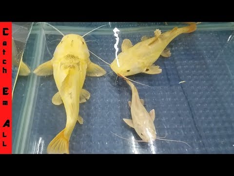 INSANE AQUARIUM KEEPERS WORLDWIDE! New Fish Tank Stocking