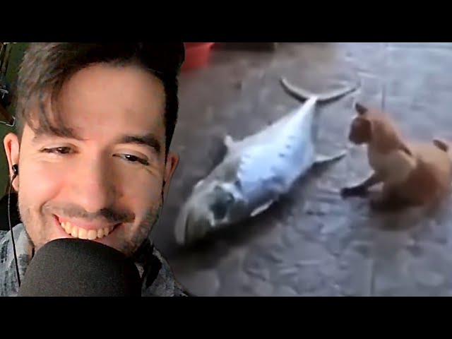 Vídeo relacionado con Funny Cat Gang Meme Cool Vintage Humor Sarcástico Hombres Mujeres Camiseta