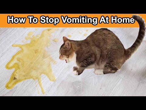 Why Do Cats Vomit How to Stop Vomiting At Home