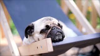 動物(犬、猫)＃癒し＃リラックス