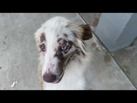 Aussie Rescue Houston
