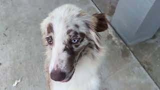 Australian Shepherd rescued from a kennel in hot Houston weather