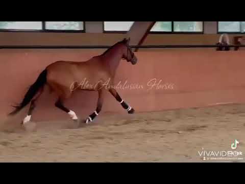 PRE - DRESSAGE-- 5yo- FEI POTENTIAL /SPANISH HORSE