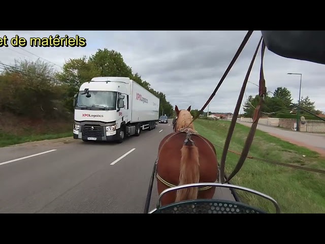 Noblesse, Bretonne PP