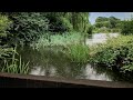 Raindrops On The Glastonbury Abbey Pond Relaxing Rain Sounds On Water Sleeping Stress Relief