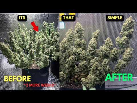 WHAT WAITING 2 WEEKS CAN DO FOR YOUR AUTOFLOWER CANNABIS | HOW TO GET DENSE BUDS PT 2