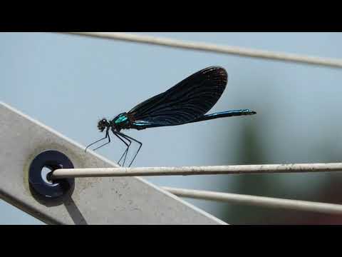 Two types of Dragonfly