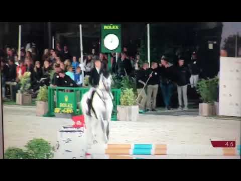 Cascor Z approved stallion ( casall x coronado) 5* 1.50m Stephex