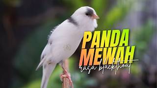 Download lagu KENARI PANDA MEWAH PALING DICARI!! MASTERAN KENARI ISIAN BLACKTHROAT GACOR FAVORITE KICAU MANIA mp3