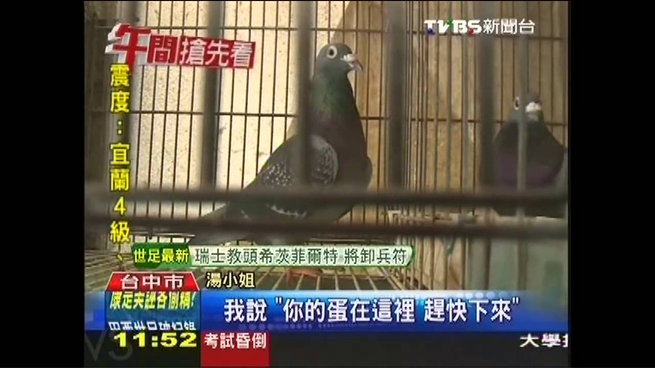 母鴿託孤…人面前搖屁下蛋 母鴿飛走