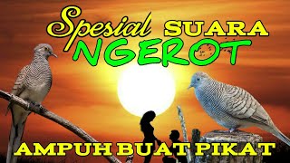 Download lagu suara perkutut khusus ngerot mp3