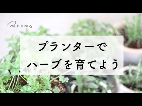 plantes aromatiques pots-porte-pots-bois-jardin-vertical