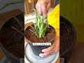 Let’s Revive My Dying Peace Lily ! 💚#plants #youtubeshorts #youtube