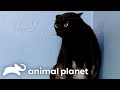The Savage Cat That Stumped Jackson Galaxy My Cat From Hell Animal Planet