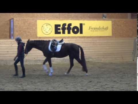 Capuccina von Sir Fidergold/ Davignon II