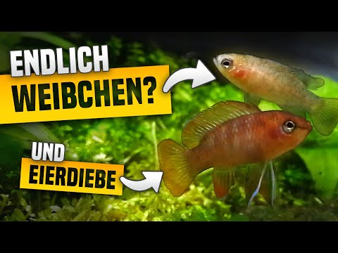 Neue Dario Dario: Endlich Weibchen? - Beeindruckende Beobachtungen + Zuchtvorbereitung