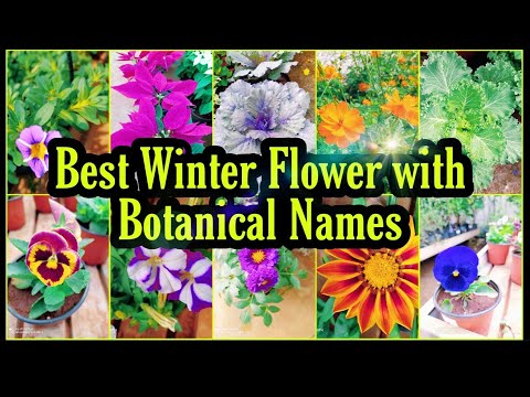 Best Winter season flower with Botanical Name/Winter season plants/Winter Flower/Flower for December