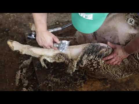 Shearing Method in the Merina Ortiz Cattle Farm