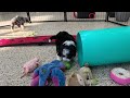 Mini Bernedoodle dogs for sale: Pongo - Video 1