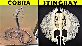 20 Fascinating Animal Skeletons That You Will Not 