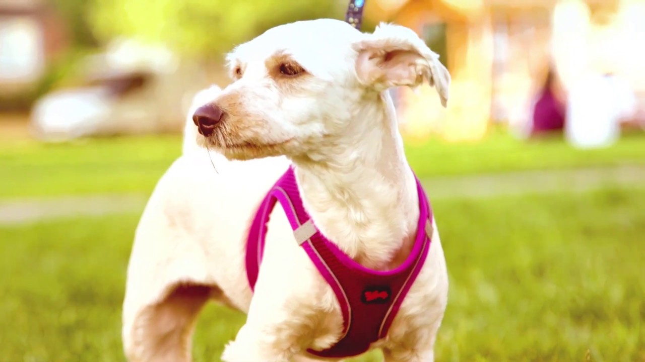 Tailpetz Air-Mesh Orta Irk Köpek Göğüs Tasması 54-60cm (Siyah) [XL] tanıtım video görseli