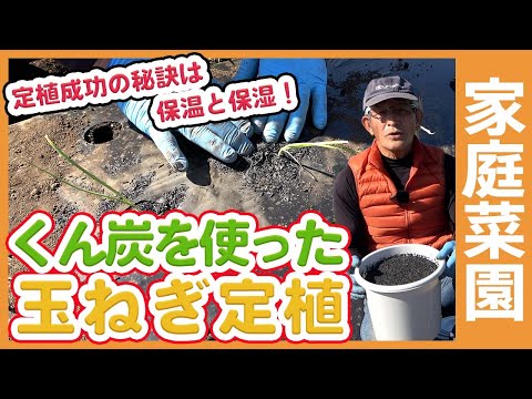 タマネギにエプソムソルトを施肥する理由とその方法?  庭園