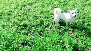 Guy Comes Home From Work With A Stray Dog |The Dodos SDD