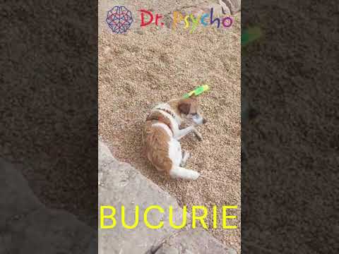 Învață de la toate - Cum să fii