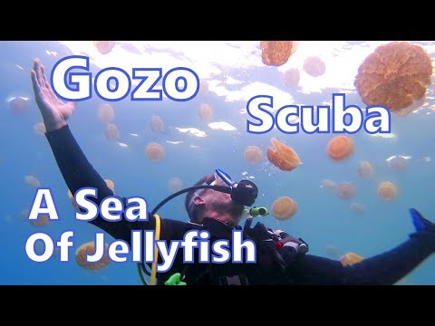 Sea Of Jellyfish, Ras Il-Hobs, Gozo, Malta