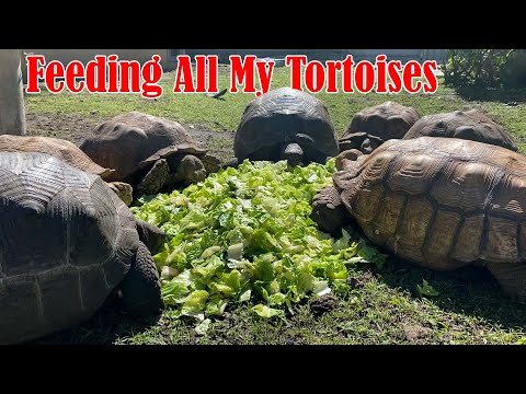 Feeding My Giant Tortoises a Truckload of Lettuce!!