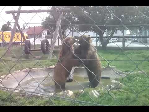 KORENICA / RESTORAN MACOLA / MEDVJEDI  #bear #bär #korenica #kroatien #macola #travel #croatiatravel