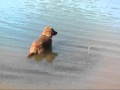 SHILO AT THE LAKE.that dog wont hunt waylon jennings