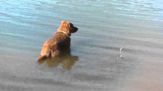 SHILO AT THE LAKE.that dog wont hunt waylon jennings
